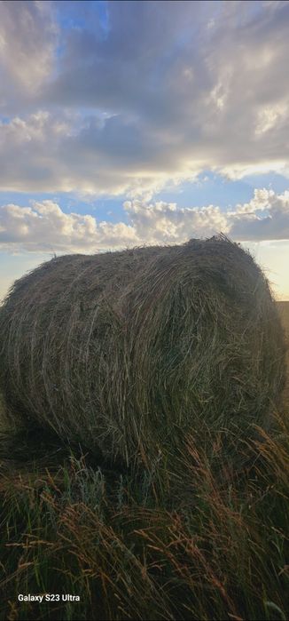 Продам сено в рулонах