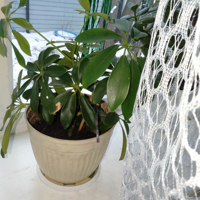 Срочно продам цветы