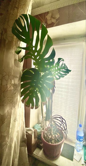 Монстера комнатные,офисные растение,