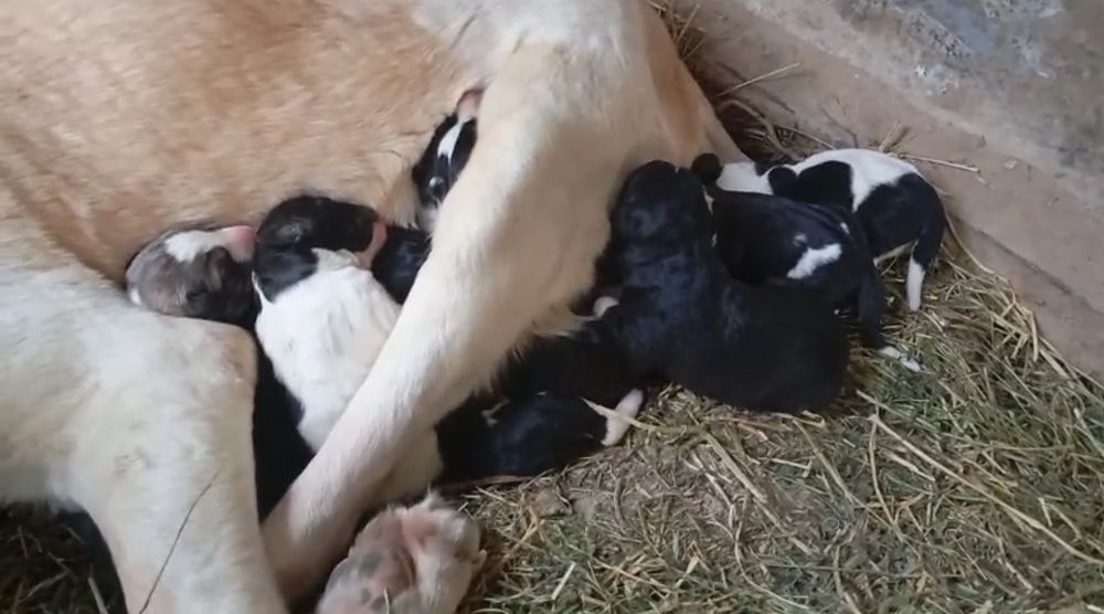 Щенок, Алабай, САО. Собака