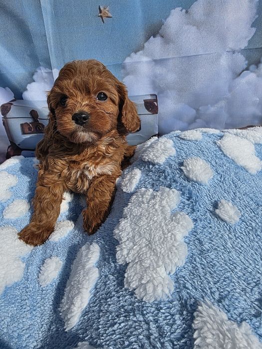 Кавапу момчета /Cavapoo