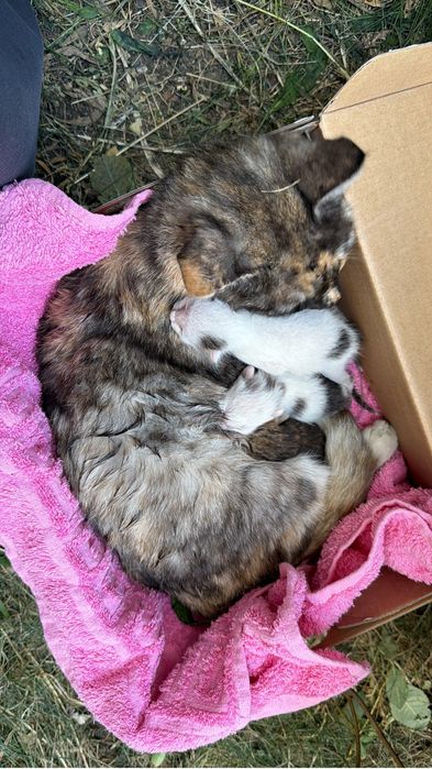 Отдам кошку с котятами