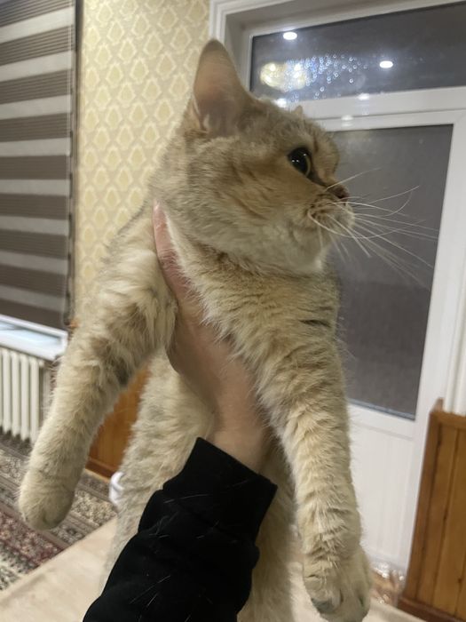 Кошка золотая шиншила