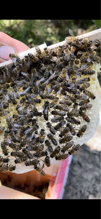 Оплодотворенные матки карника F1