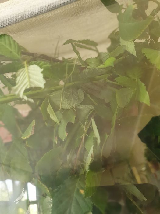 Палочники насекомые