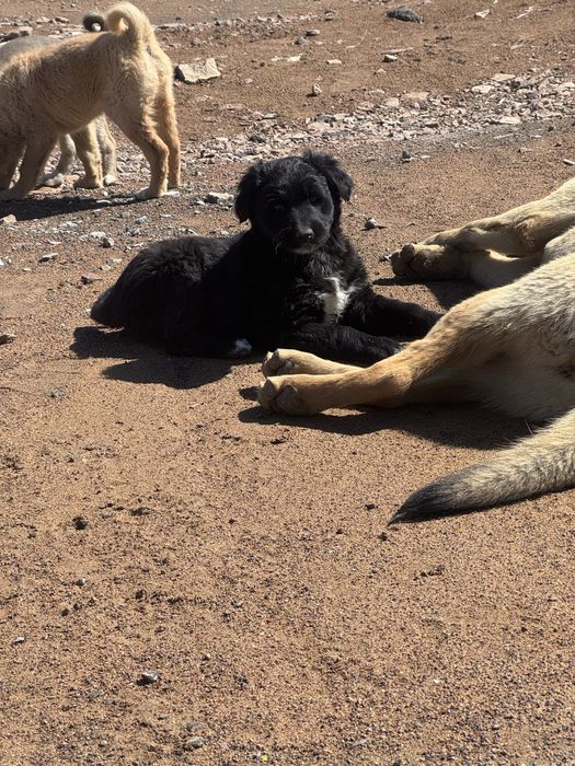 Отдаются в добрые руки собачки