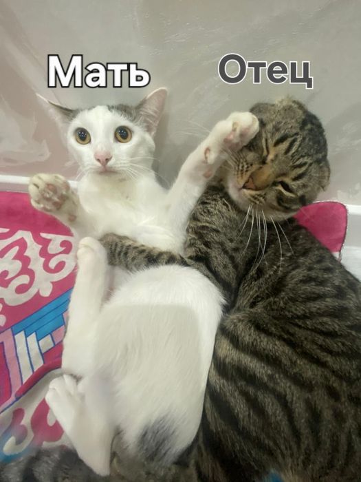 Котёнок и кошечка в добрые руки