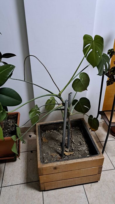 Plante decorative mari (1–2 m) – ficus, monstera, lămâi, bambus, etc.