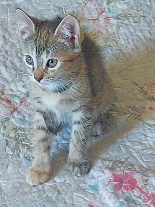 Отдам котонка в хорошие руки