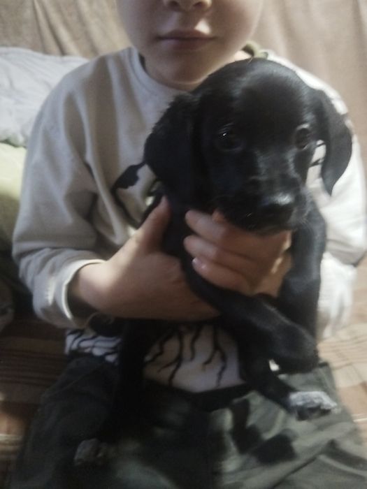 Щенки бесплатно помесь