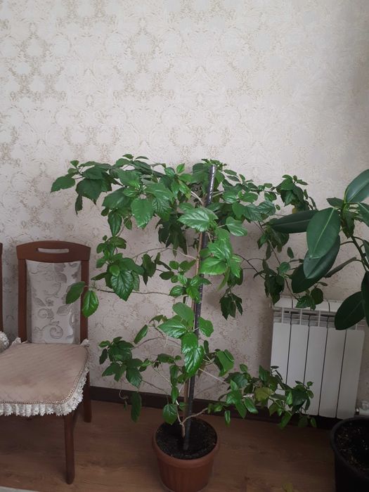 продам красивые комнатные растения