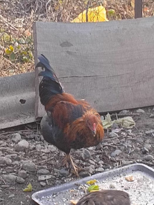 Петушки куры продам