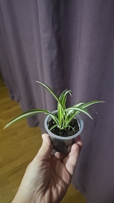 Комнатные цветы от 500 тг