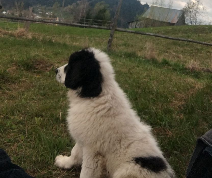 Ciobanesc de Bucovina femela