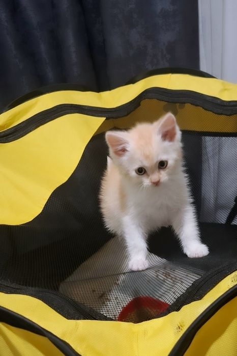 Шотландская шиншилла, мальчик
