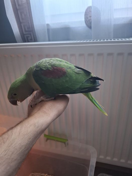 Pui blanzi marele Alexandru