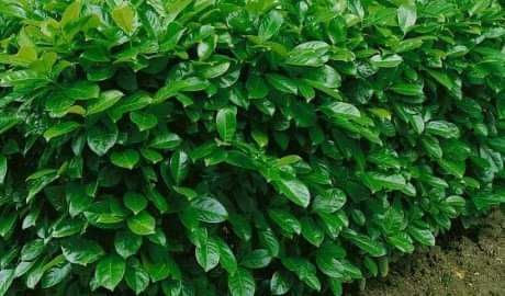 Лавровишна (Prunus laurocerasus)-30-40см