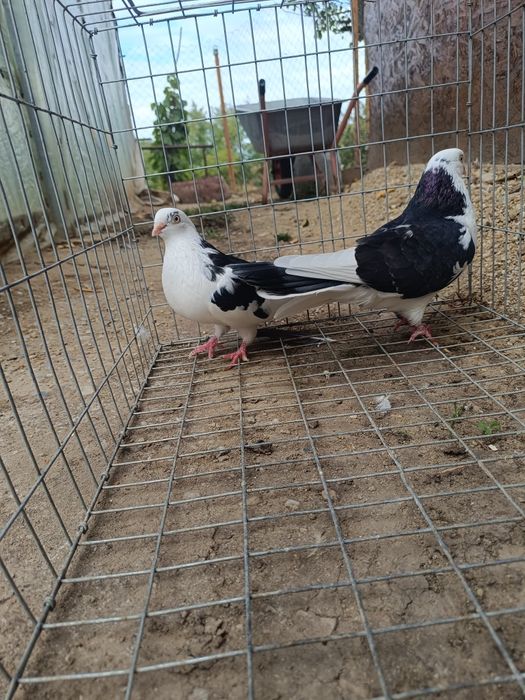 Porumbei ornamentali și jucători