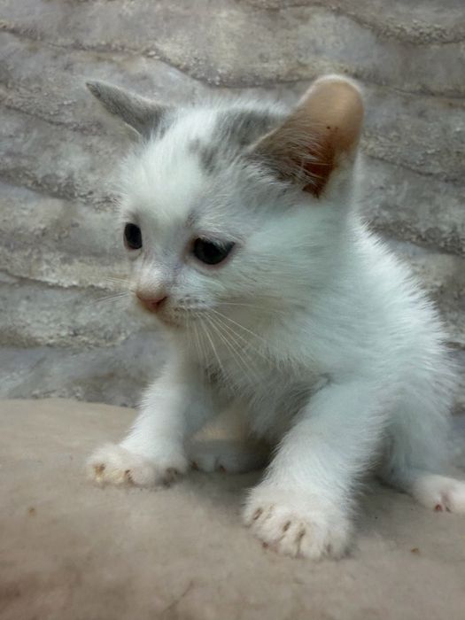 Отдам котят все разные