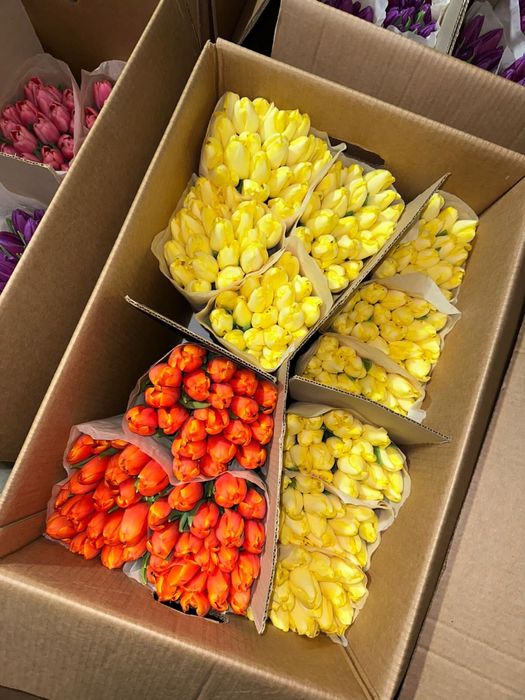 Тюльпан оптом белоруссия