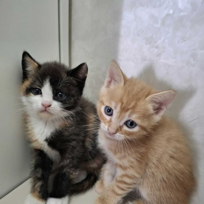 Отдам в добрые руки кошку и 3 котят, 1,5 месяца