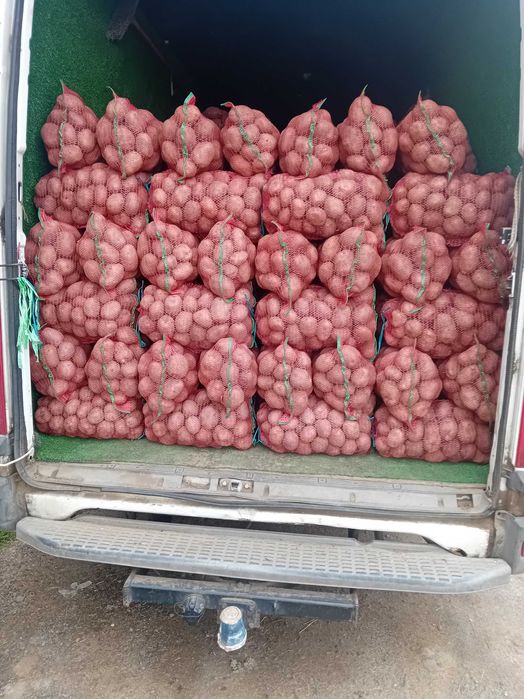 Cartofi consum rosu și alb