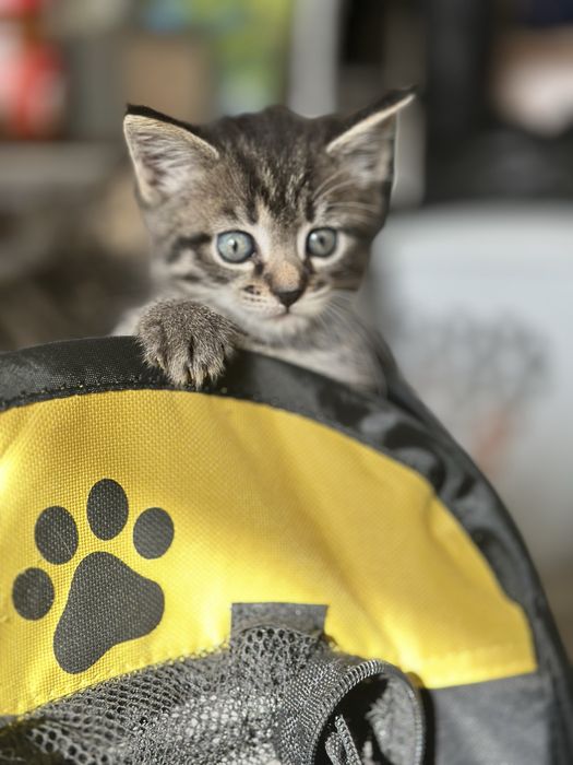 Отдам котят даром