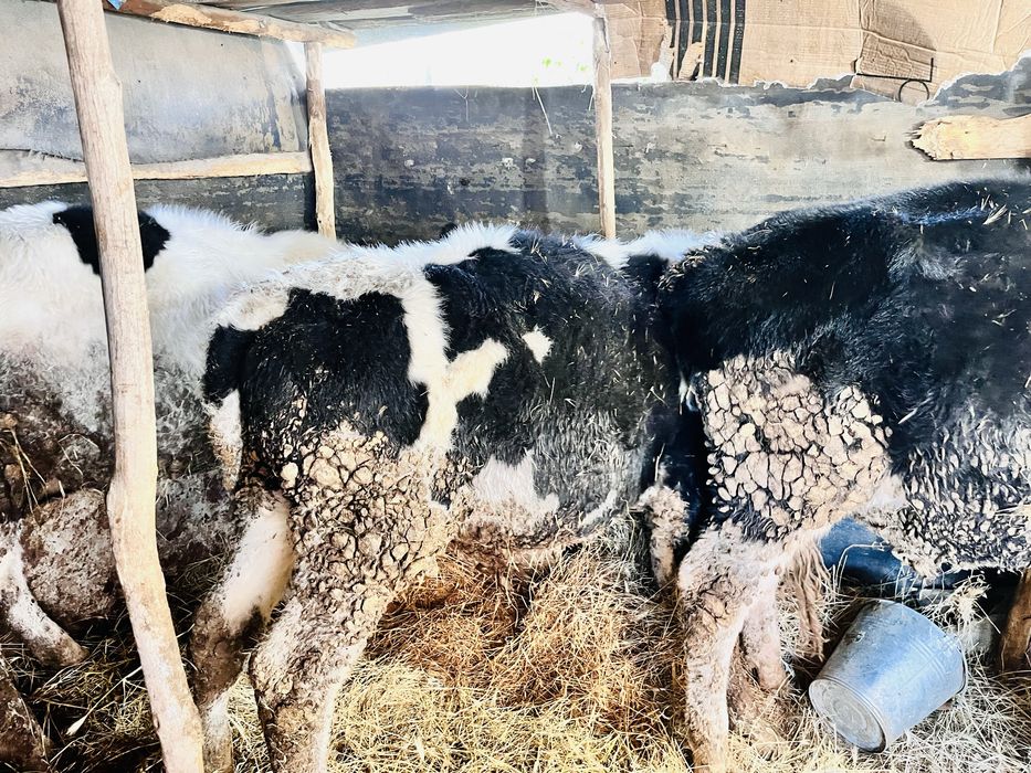 Телета 4 броя мъжки отбити