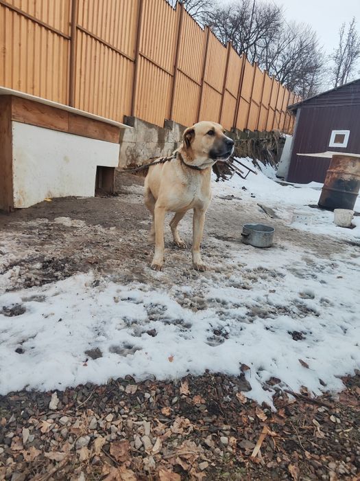 Собака помесь Алабая и лабрадора