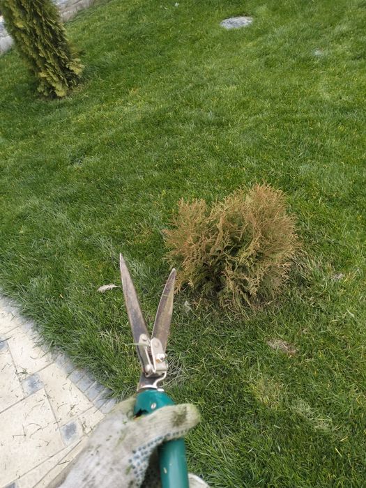 Газон/Автополив г.Шымкент