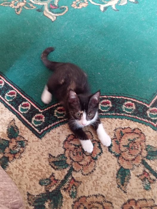Домашние котята, доброму хозяину.