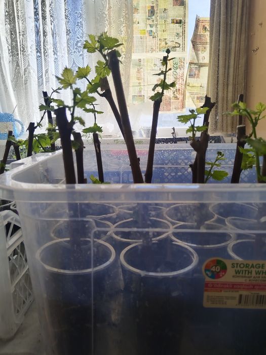 Виноград, саженцы