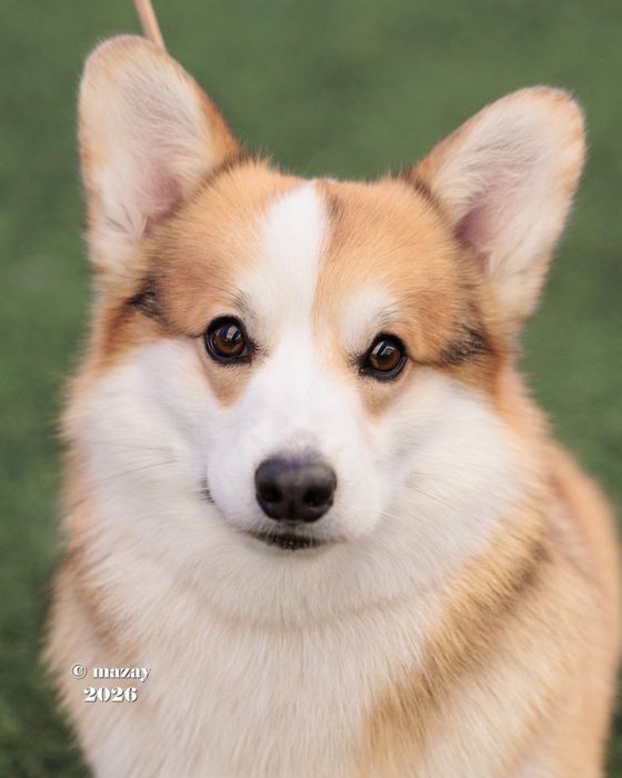 Предлагается кобель на вязки