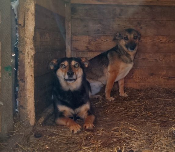 Отдам собачек в добрые руки.