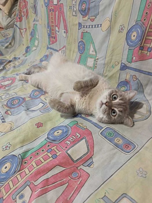 Кошечка ищет дом