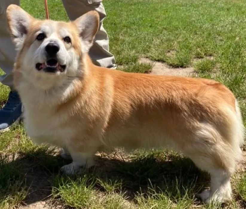 Щенок вельш корги пемброк мальчик