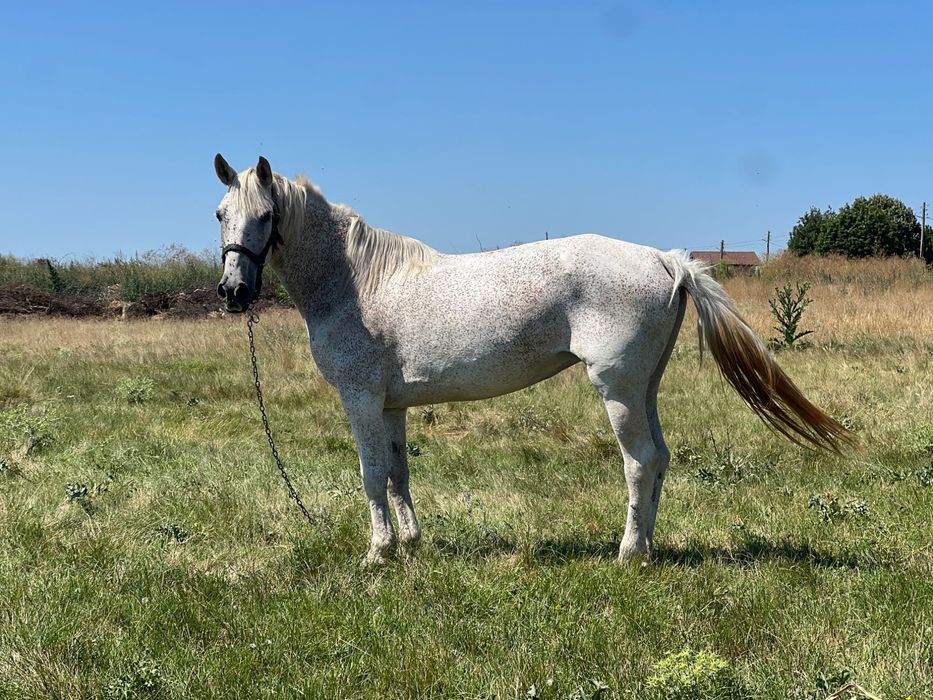 Кобила за продан