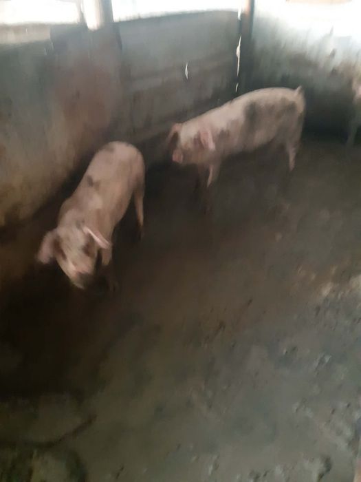 Продажба на прасета