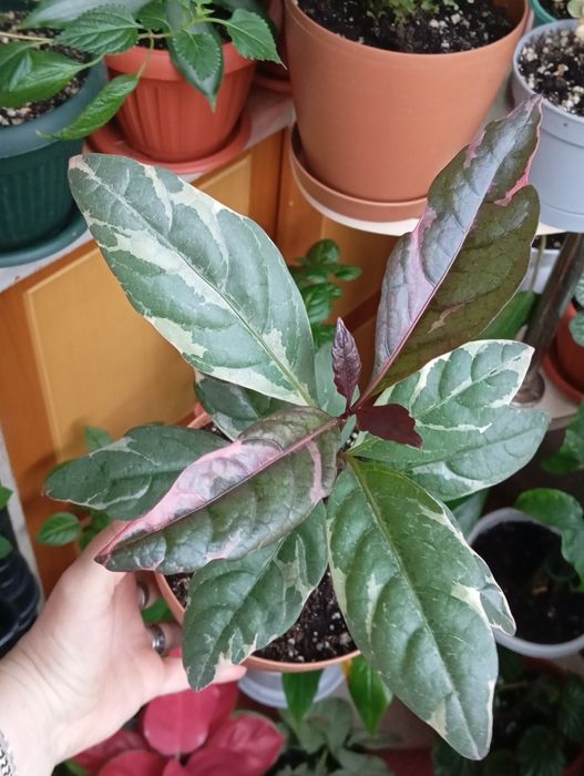 Каждый по 2500 тенге