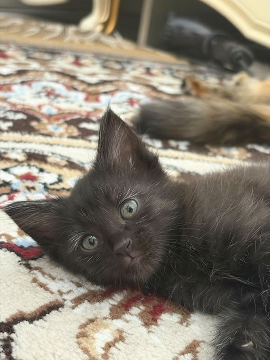 Породистые котята