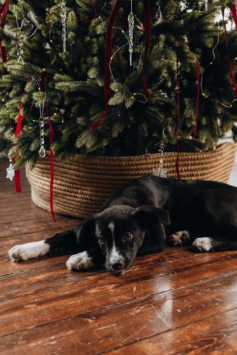 В добрые руки пристраиваю щенка