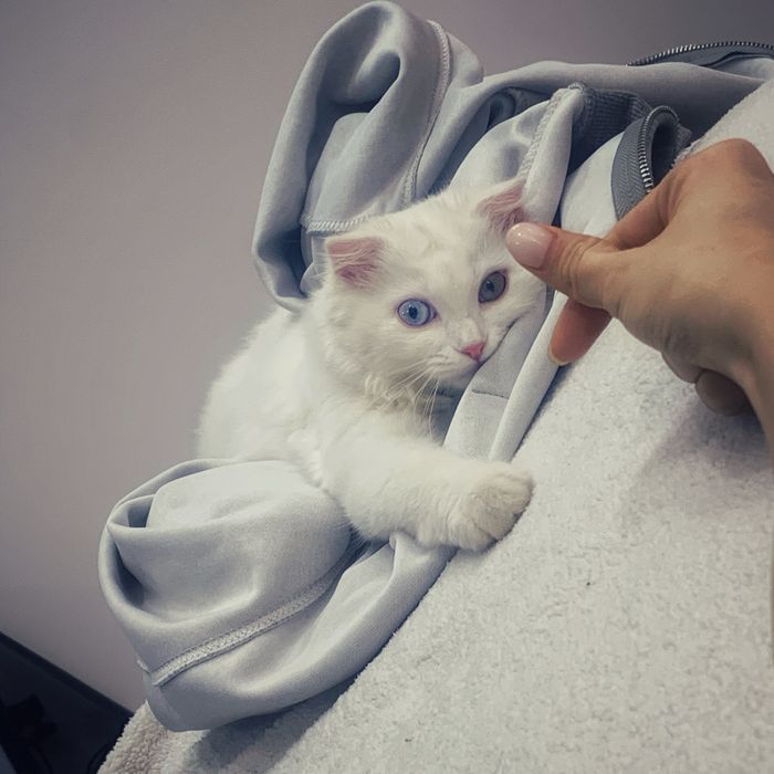 Продам разноглазую Турецкую Ангору