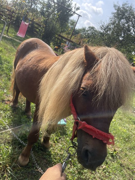 Ponei mini de vanzare