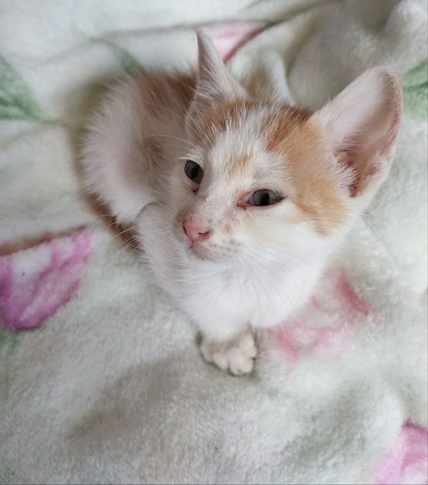 Бебе коте търси дом