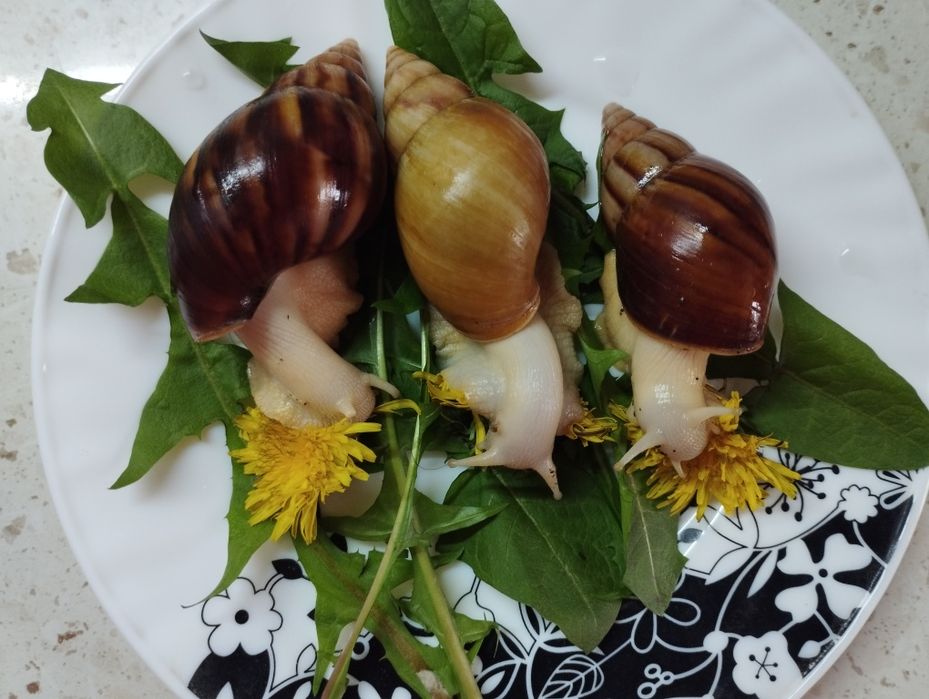 Улитки ахатина домашник