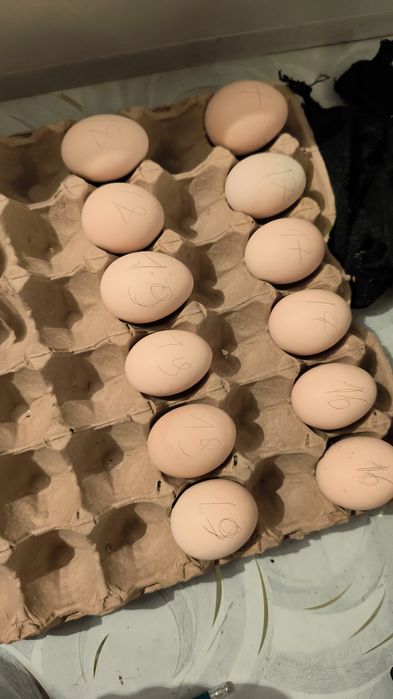 Яйца от хороший семейки