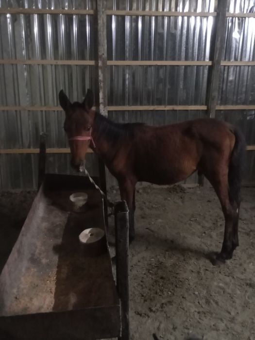 Qora bayr Qulun toy erkak sotiladi