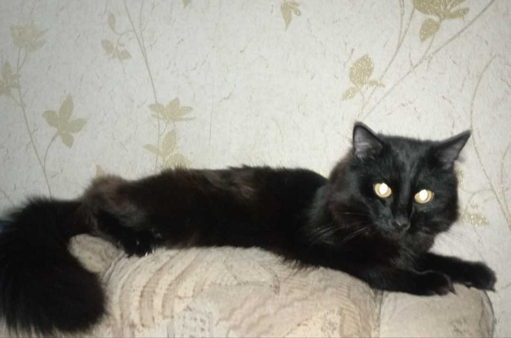 Отдам котика в добрые руки