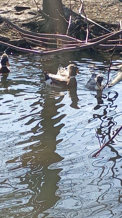 Vând ouă de rață moțată