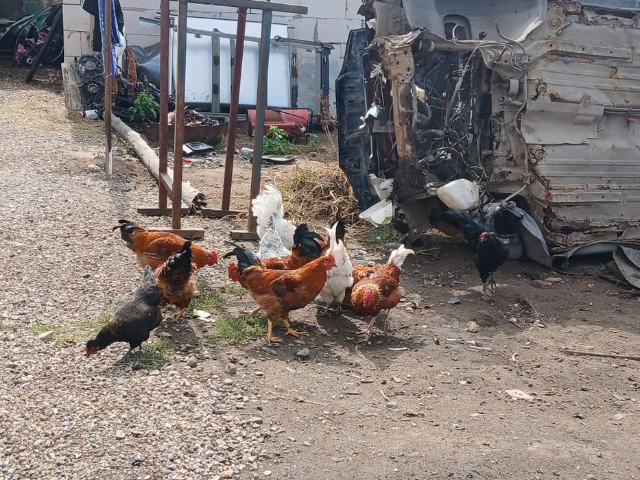 Продам домашних петухов,молодые здоровые